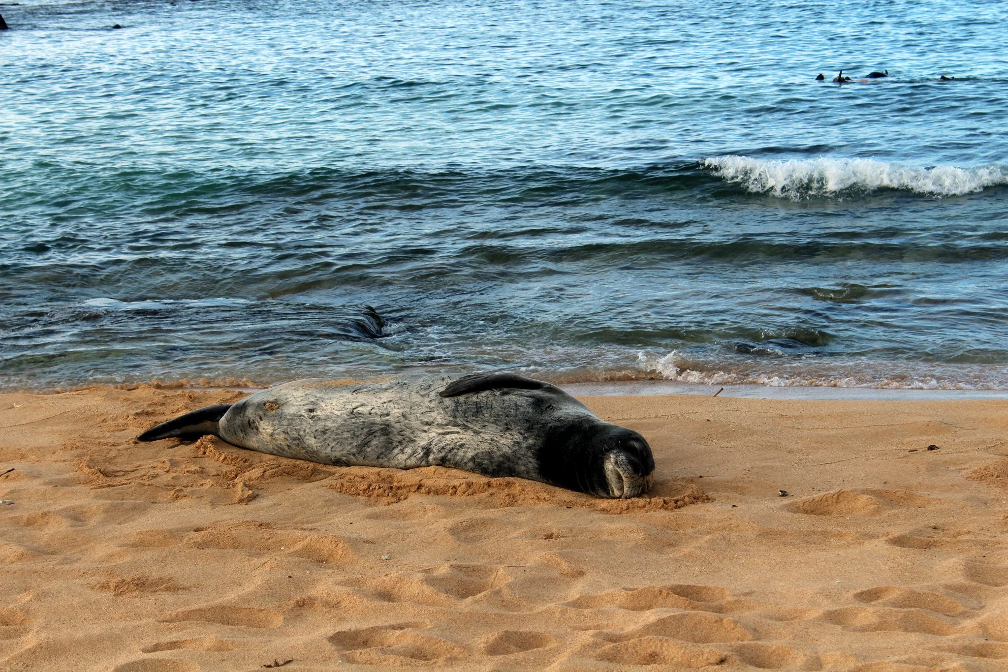 Just a seal taking a nap. 