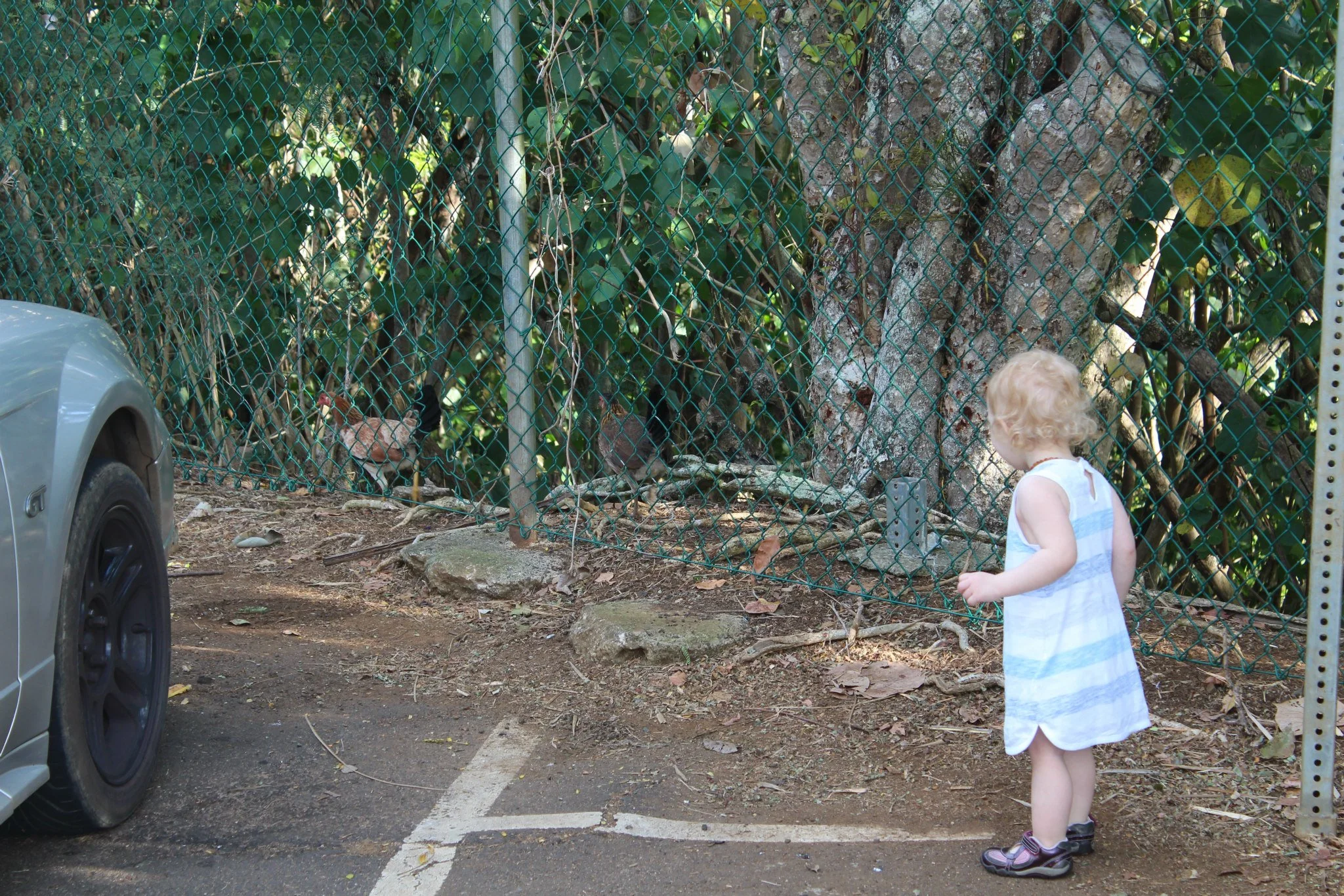 Isla greeting the roosters before visiting the falls. 